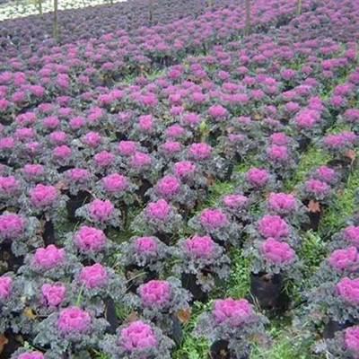 清新園花卉 專業(yè)花箱種植補(bǔ)種與優(yōu)質(zhì)草花銷售服務(wù)